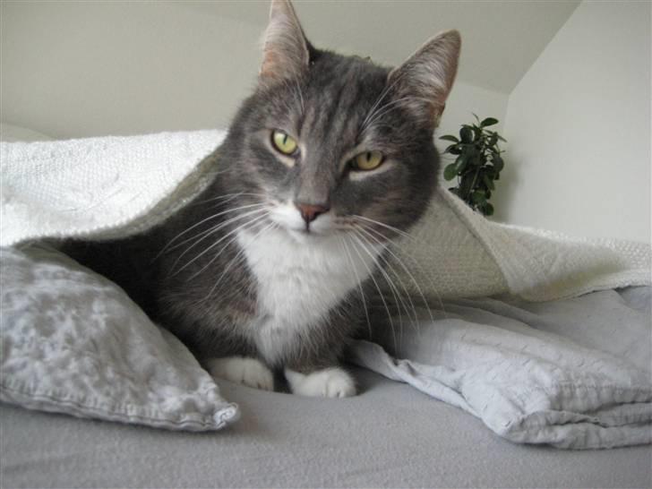 Blanding af racer Nuser billede 16