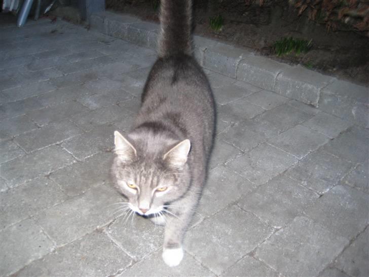 Blanding af racer Nuser billede 17