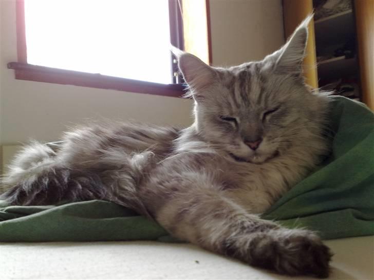 Maine Coon Twinkle  R.I.P - Sidste billede af min elskede og stærkt savnede Twinkle. 24 februar 2009 billede 15