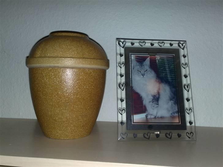 Maine Coon Twinkle  R.I.P - Twinkles Urne står i stuen. Hun vil altid være hos os billede 16