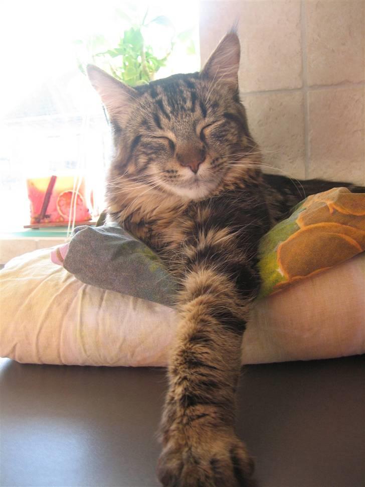 Maine Coon balbooms angelo billede 16