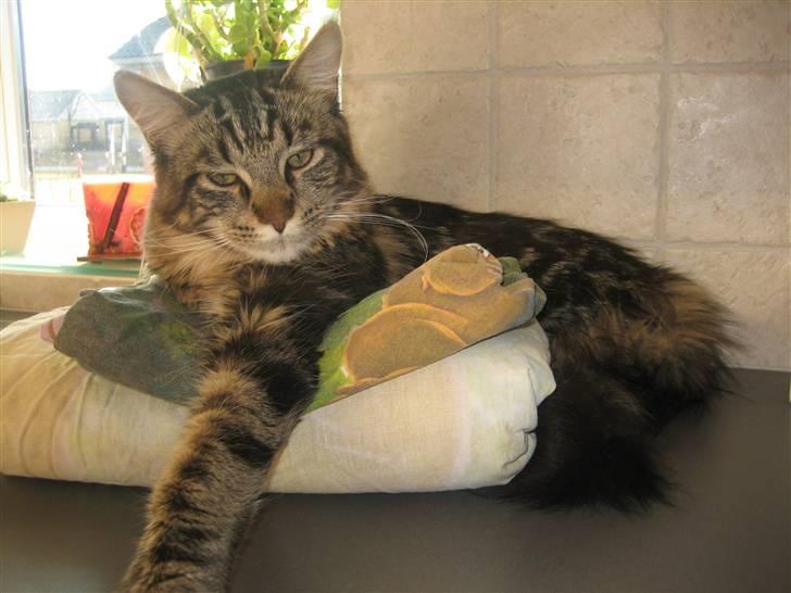 Maine Coon balbooms angelo billede 17