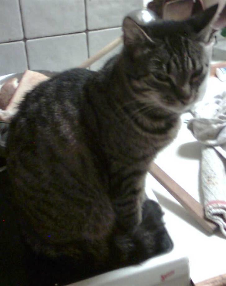 Huskat Berta billede 1