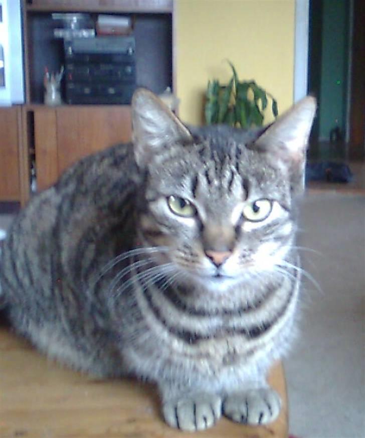 Huskat Berta billede 2