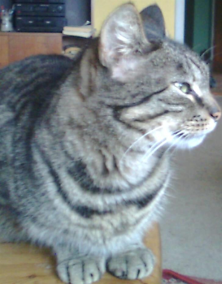 Huskat Berta billede 3