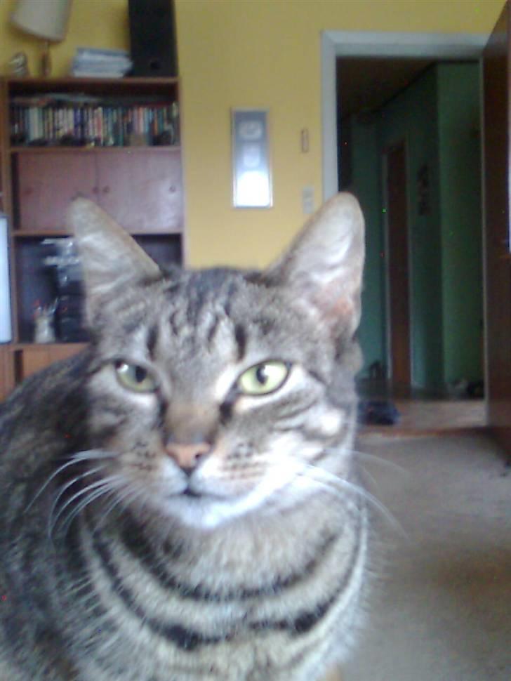 Huskat Berta billede 4