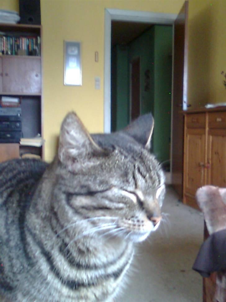 Huskat Berta billede 5