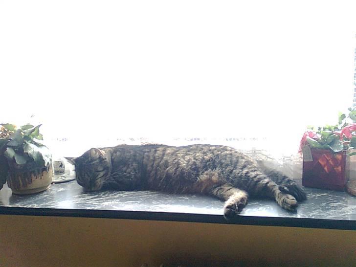 Huskat Berta billede 6