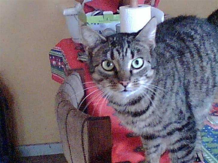 Huskat Berta billede 7