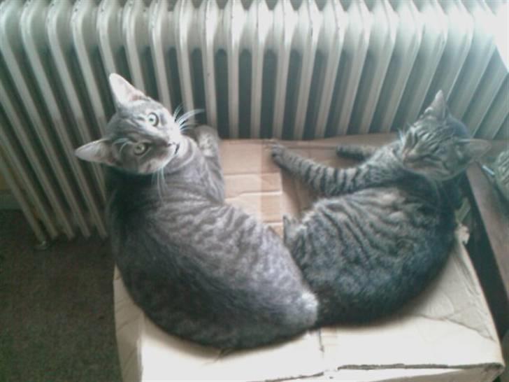 Huskat Berta billede 8