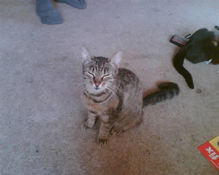 Huskat Berta billede 9