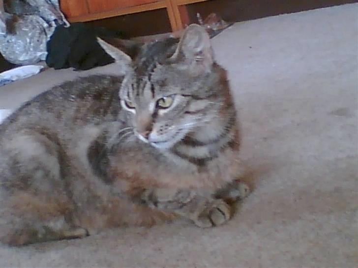 Huskat Berta billede 10