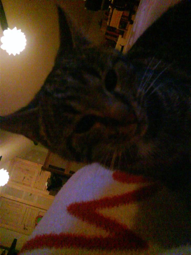 Blanding af racer Misser ;) billede 1