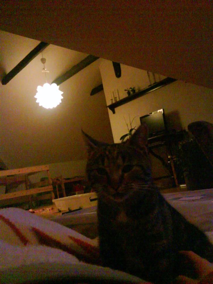 Blanding af racer Misser ;) billede 3