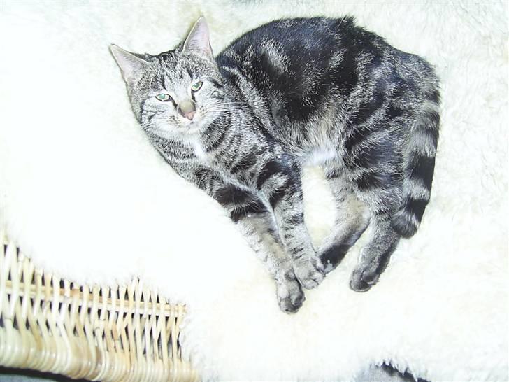 Blanding af racer Misser ;) billede 4