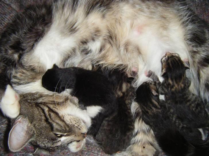 Blanding af racer Mille  oktober  - Mille med hendes første 5 killinger... billede 7