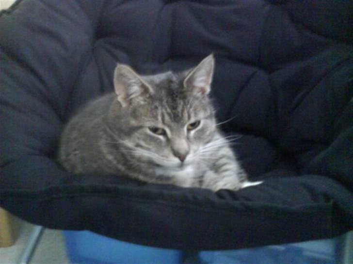 Huskat Charlie billede 11