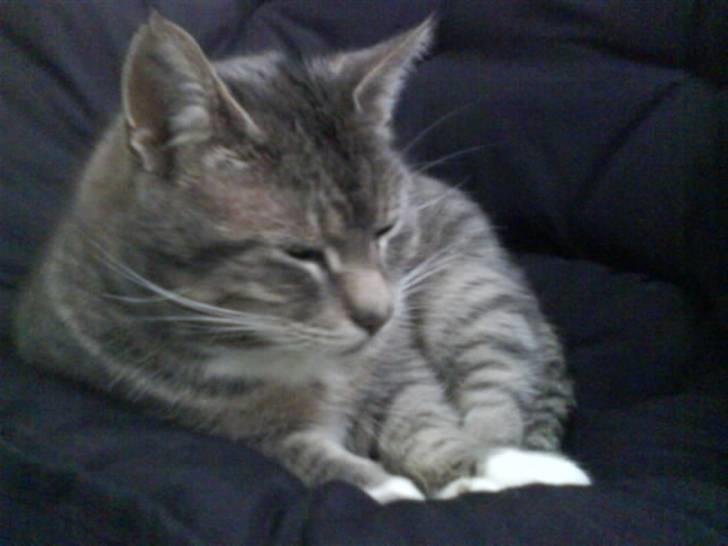 Huskat Charlie billede 12