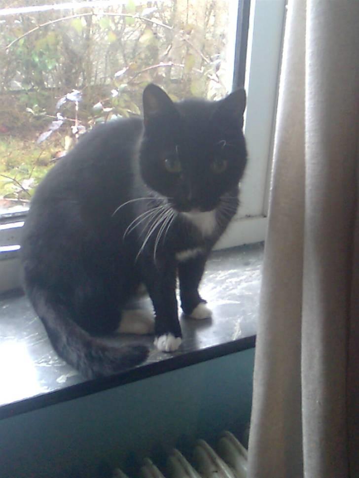 Huskat Sorte *R.I.P* billede 1