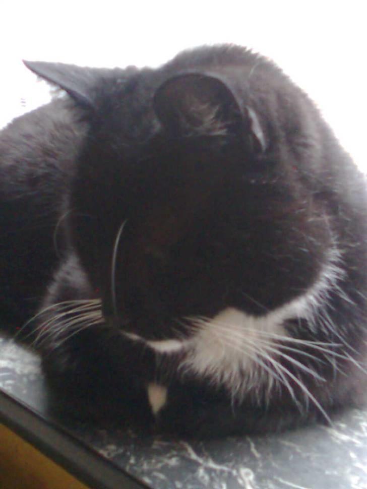 Huskat Sorte *R.I.P* billede 2