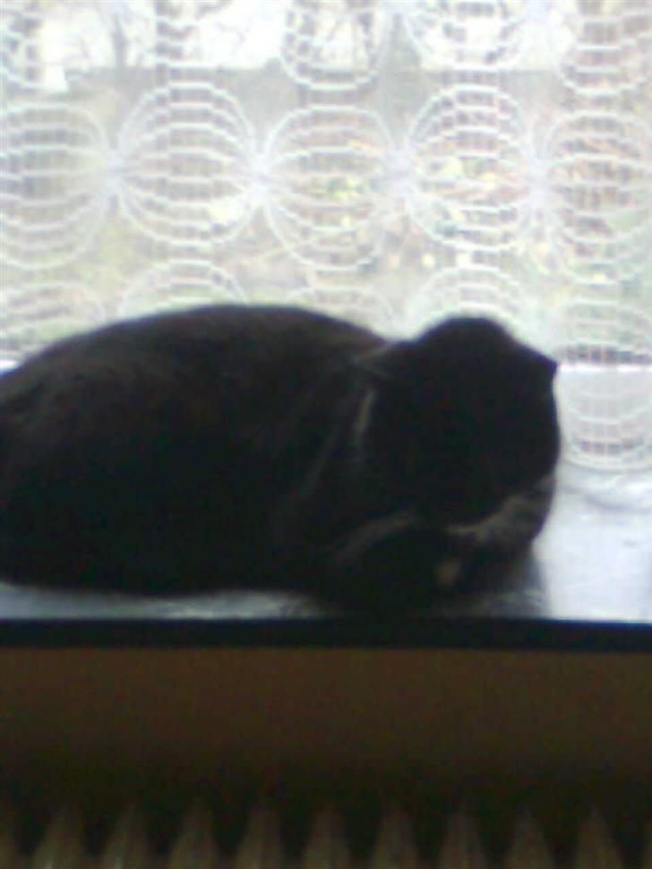 Huskat Sorte *R.I.P* billede 3