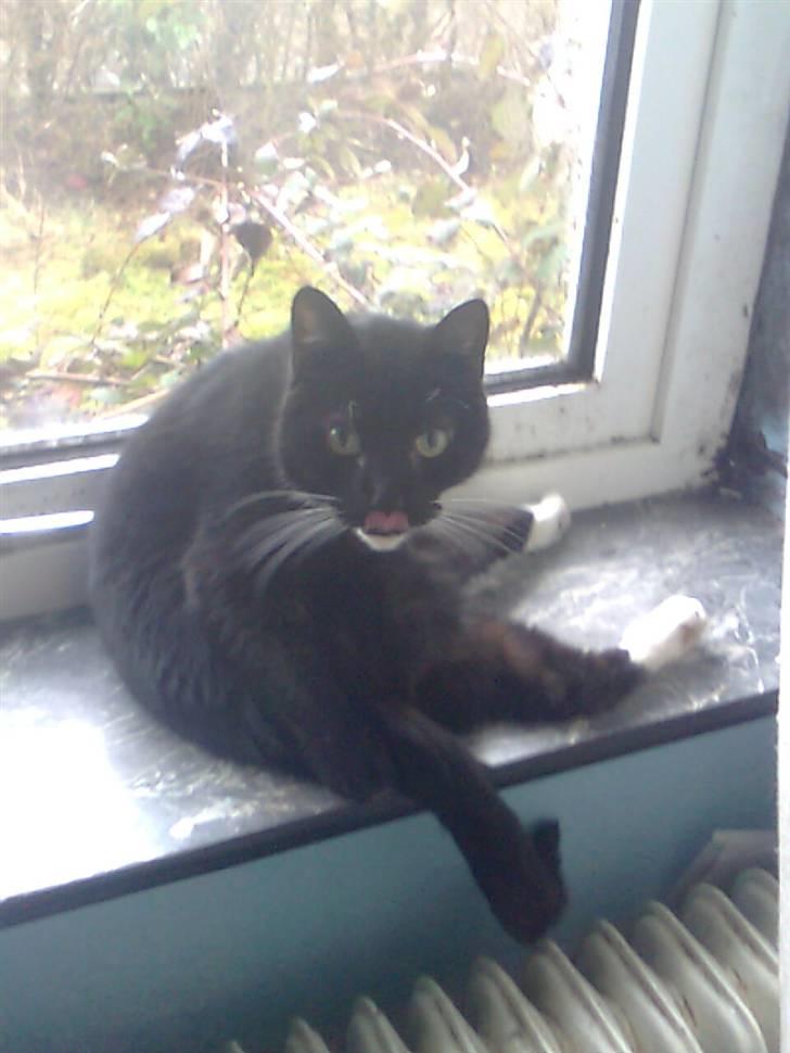 Huskat Sorte *R.I.P* billede 4