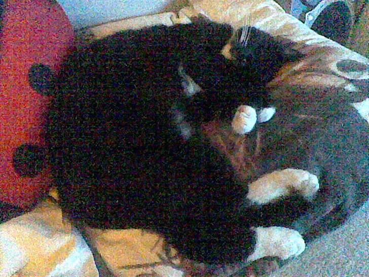 Huskat Sorte *R.I.P* billede 5