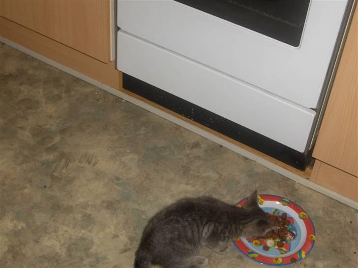 Huskat Pjevs - godt med noget og spise billede 8