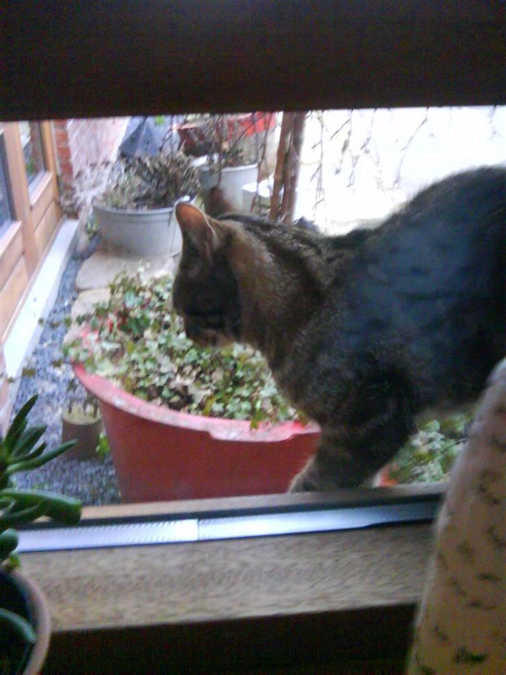 Blanding af racer Misser ;) billede 5