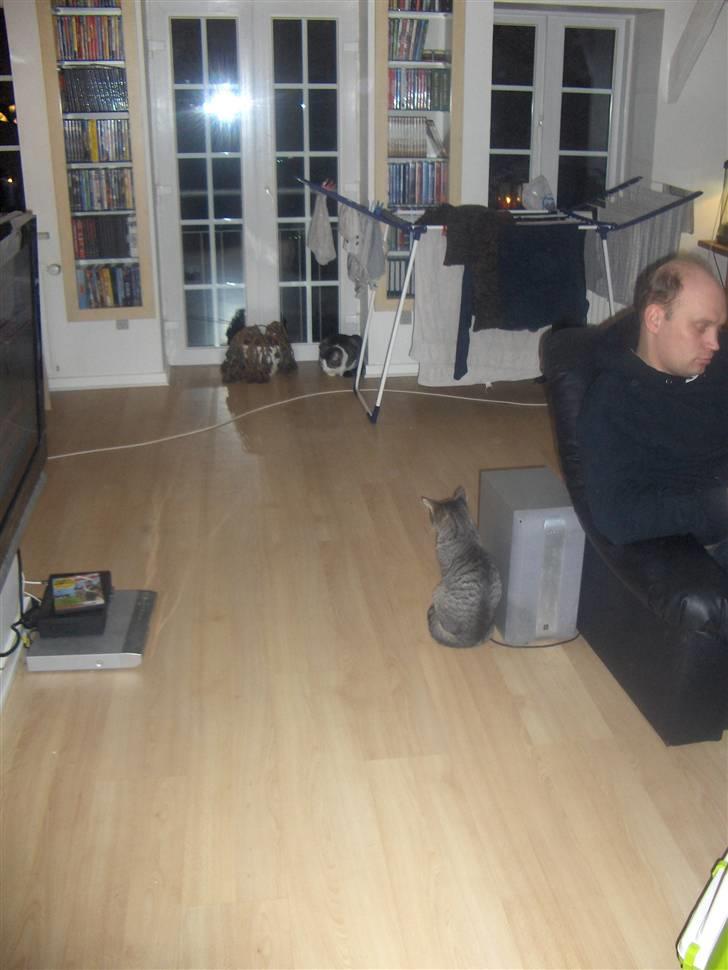 Huskat Pjevs - jeg holder nøje øje billede 9