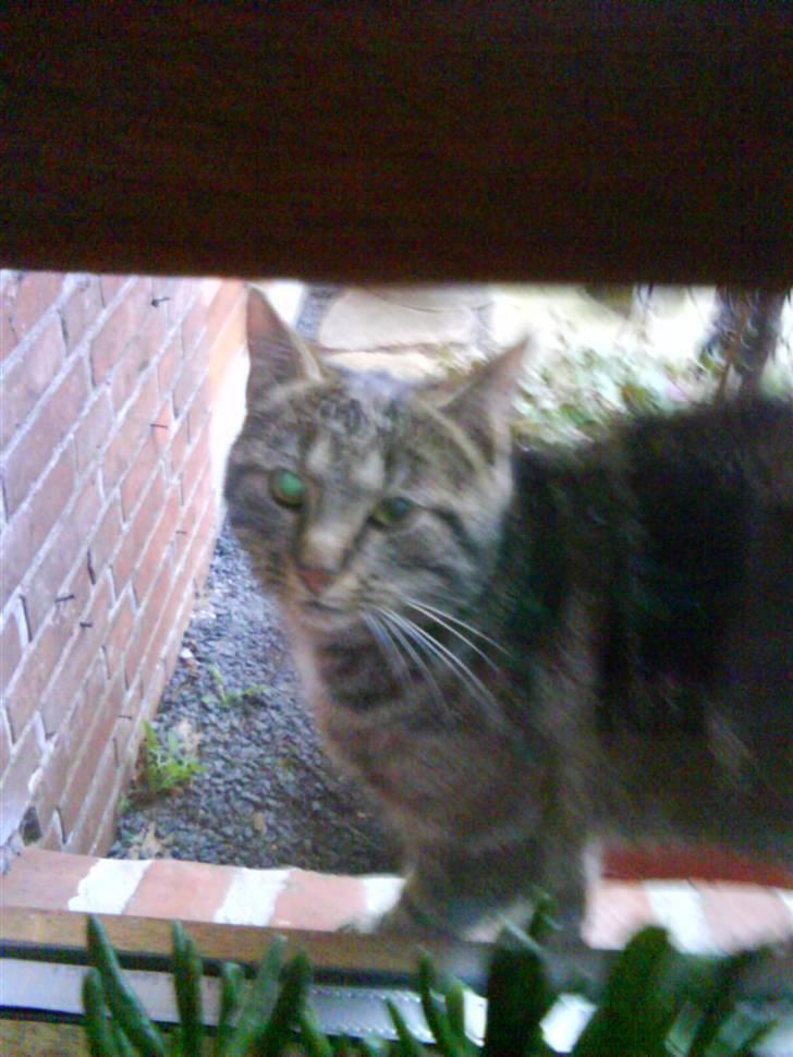 Blanding af racer Misser ;) billede 6