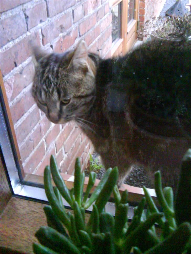 Blanding af racer Misser ;) billede 7