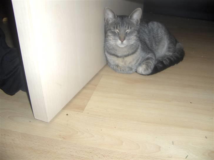 Huskat Pjevs - skal lige have en lille slapper billede 10