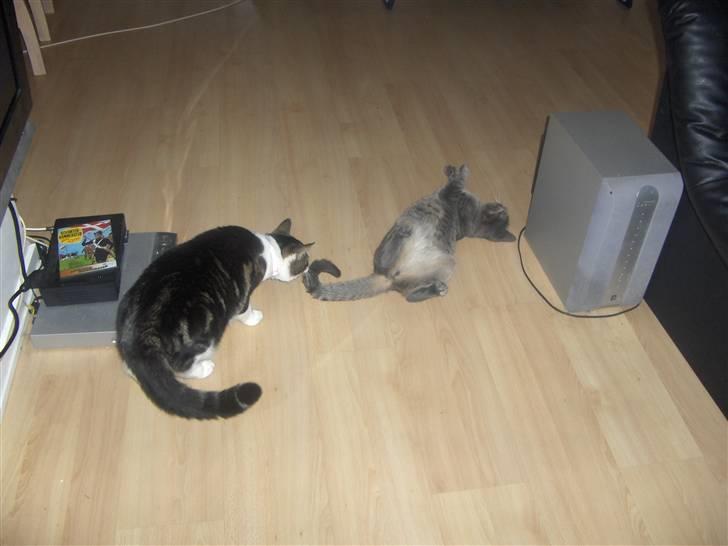 Huskat Pjevs - leger med min fætter billede 11