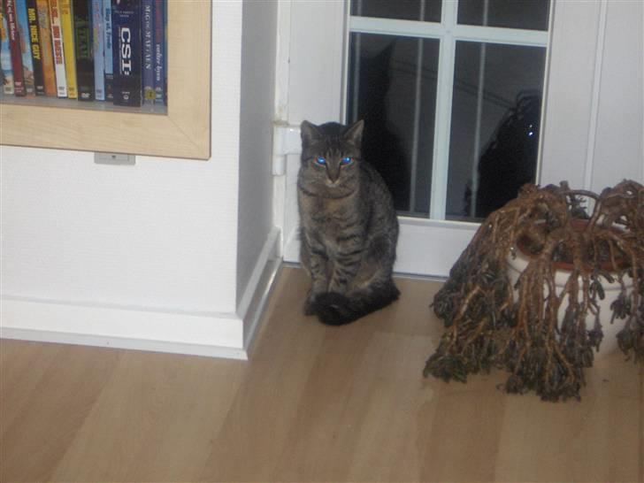 Huskat Pjevs - her sidder jeg fint og passer mors "døde" plante billede 12