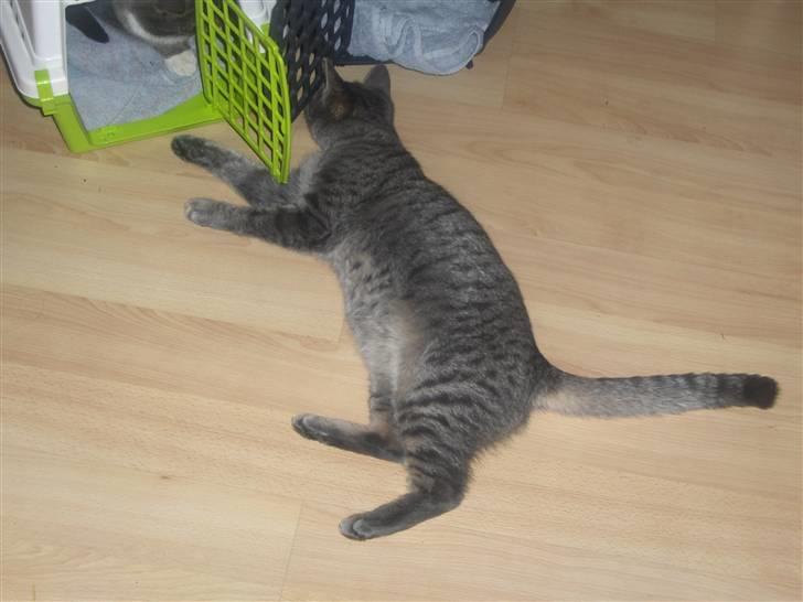 Huskat Pjevs - skal lige undersøge den her billede 13