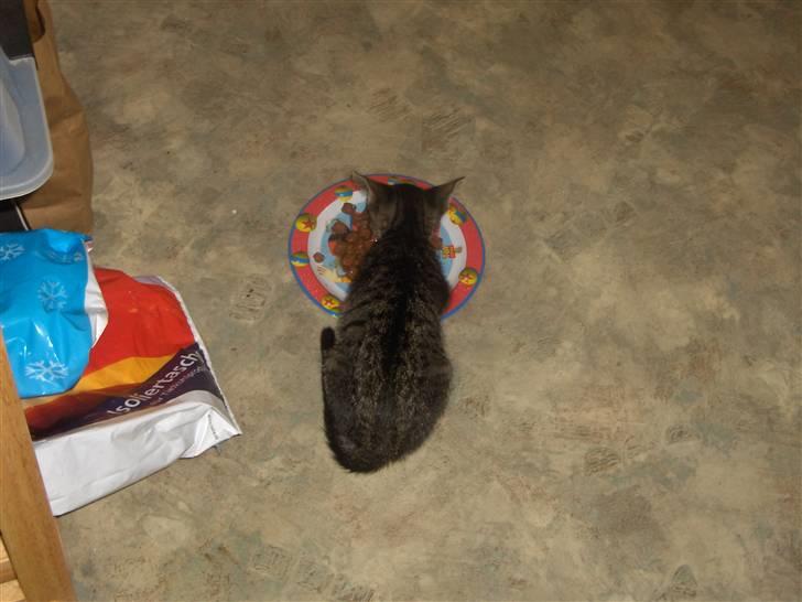 Huskat Mio - dejligt med noget og spise billede 8