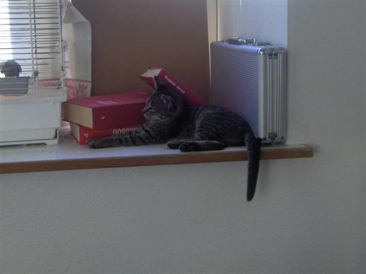 Huskat Mio - vil gerne lege med den pip pip der billede 9