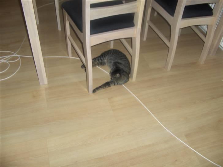 Huskat Mio - bare de ike sætter sig på mig billede 10