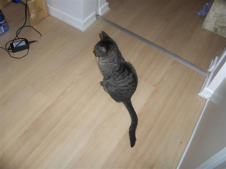 Huskat Mio - sidder mig lige her billede 11