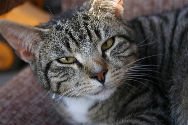 Huskat Mitti  billede 17