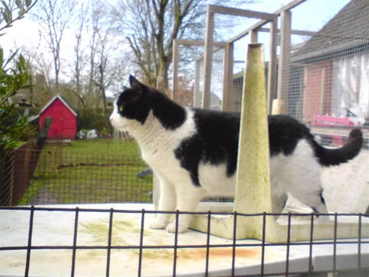 Huskat Basé *aflivet* - » model´katten! billede 12