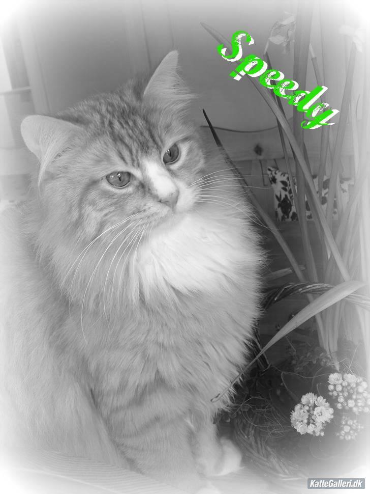 Norsk Skovkat Speedy billede 15