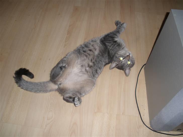 Huskat Pjevs - kan godt lide og ligge på ryggen billede 14