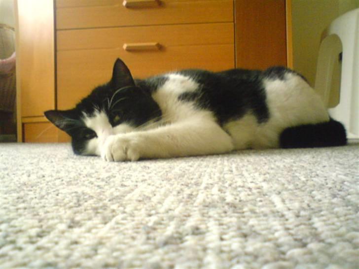 Huskat Basé *aflivet* - » godnat;; jeg sover!!! billede 13