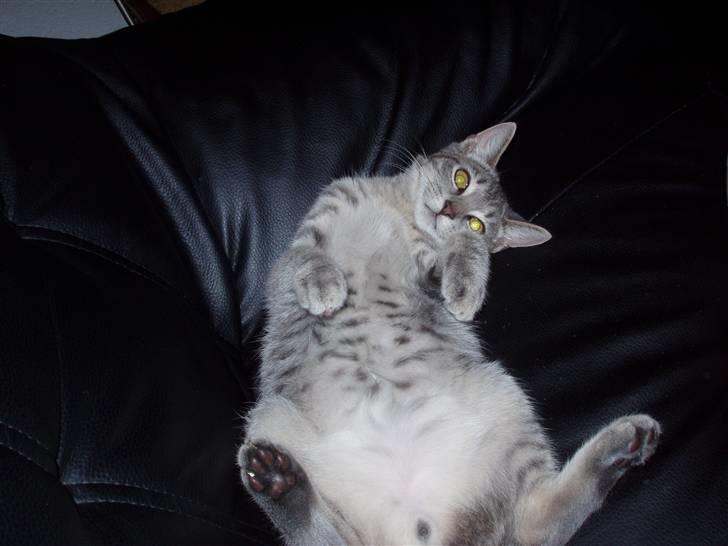 Huskat Pjevs - her er der plads til mig billede 16