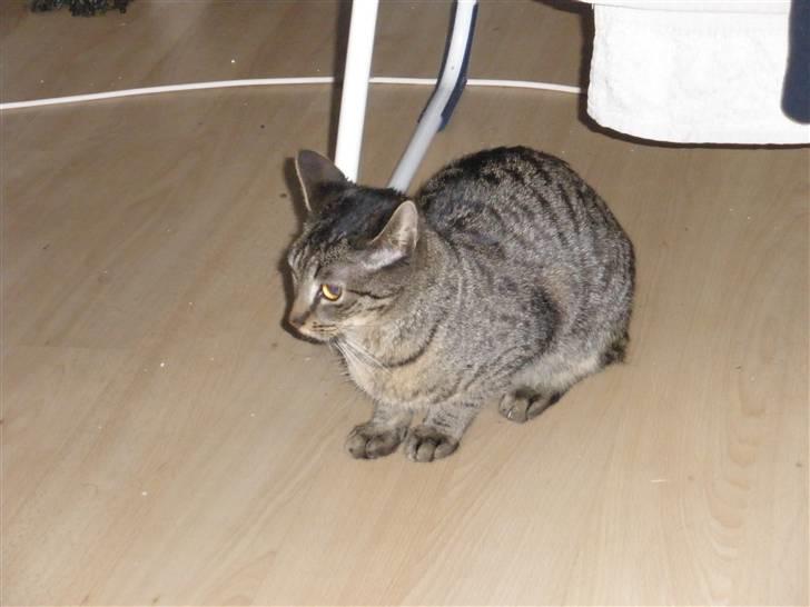 Huskat Mio - passer på mors vasketøj billede 12