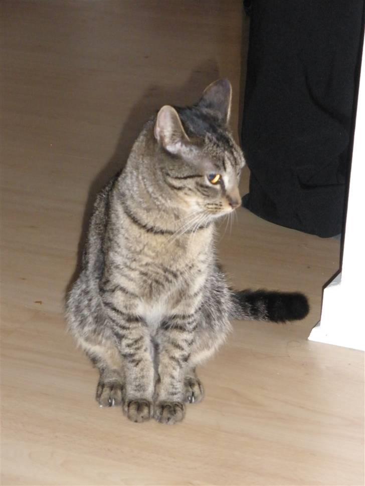 Huskat Mio - er jeg ikke fin billede 13