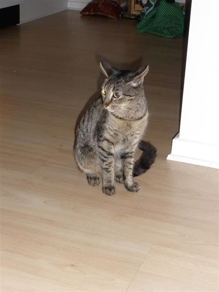 Huskat Mio - holder lige pause billede 14