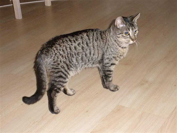 Huskat Mio - er jeg ikke en flot kat billede 15